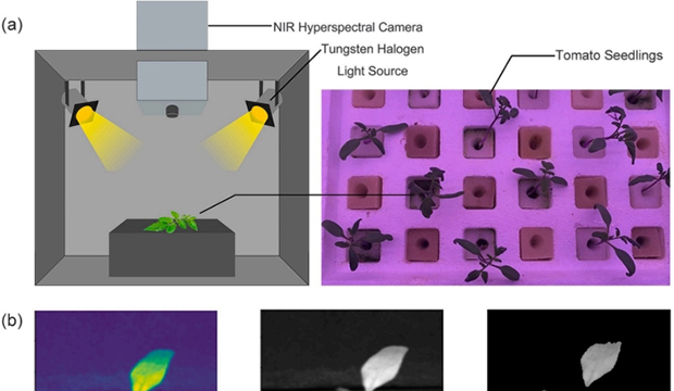 基于近紅外高光譜成像和機器學習的番茄幼苗葉片光合色素預測研究