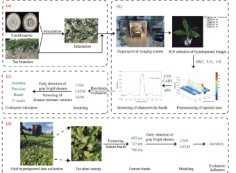 利用高光譜成像技術早期檢測茶葉白葉枯病及快速篩選抗性品種